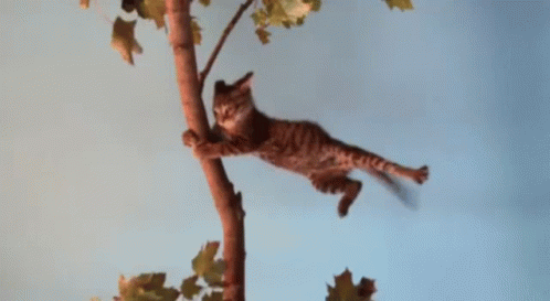 there is a cat that is climbing up a tree