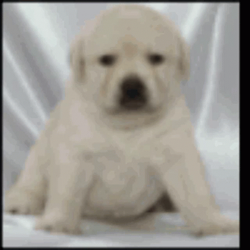 blurry po of dog in white color with black frame