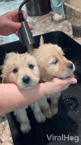 two puppies on a sink getting their wash