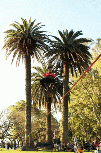 there are palm trees and kites in the park
