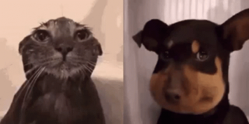 two different pictures of one of the same dog and another is of a cat with a nose shaped like a dog