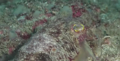 an octo in the ocean is looking at the camera