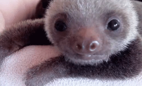 the animal is a sloth - type creature, its head is not very small and its big eyes are almost as wide