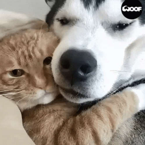 a white and grey dog holds a cat in its lap