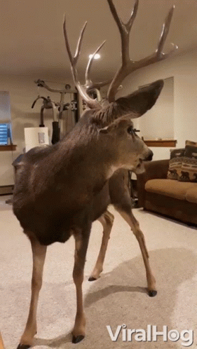 a staggy deer looking at soing in a room