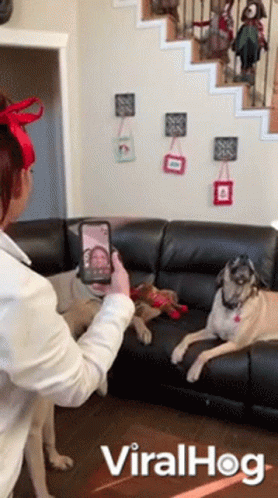 woman taking a selfie with her pug while sitting on the couch