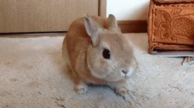 a rabbit is sitting on the floor next to a cabinet