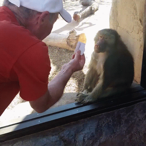 a man shaves his gorilla in front of a mirror