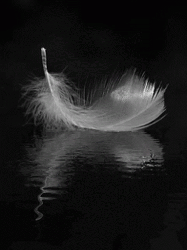 a feather on top of a lake at night