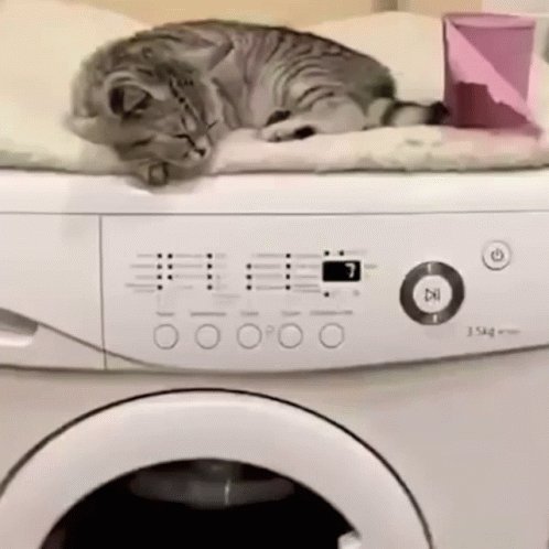 a kitten laying on top of the front of a washer