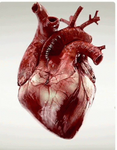 an artistic po of a human heart with a tree nch protruding out