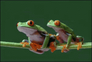 two frog like creatures are seen with their heads slightly tilted
