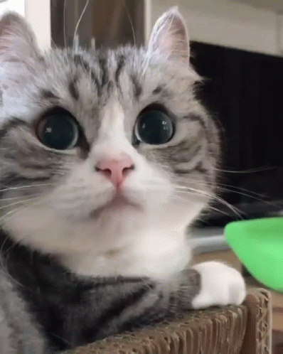 a cat with a surprised look laying down