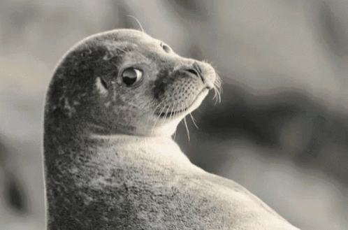 the seal is standing by itself and looking at soing