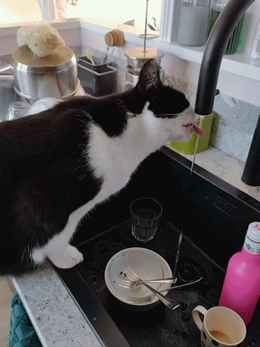 a cat that is standing on the kitchen sink