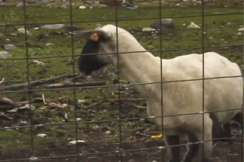 a white goat is looking through the fence