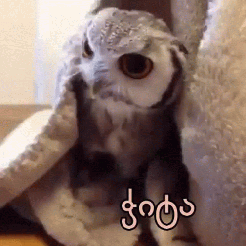 an owl stuffed into a pile of blankets
