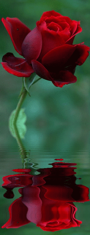 the blue rose is reflected in the water