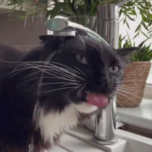 a cat that is in the sink and has some stuff in his mouth