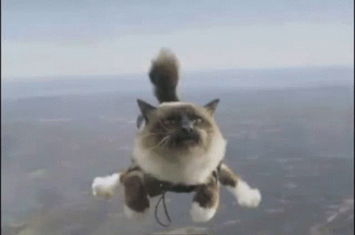 an artistic cat is being jumped in the air