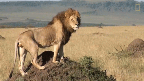 a lion is standing on top of an outcropping