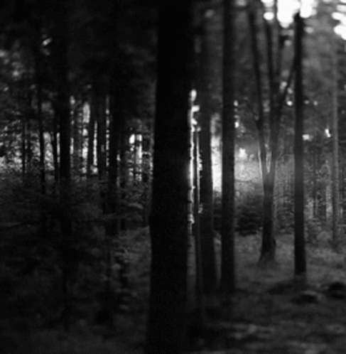 a forest filled with trees and flashlight shining down the tops