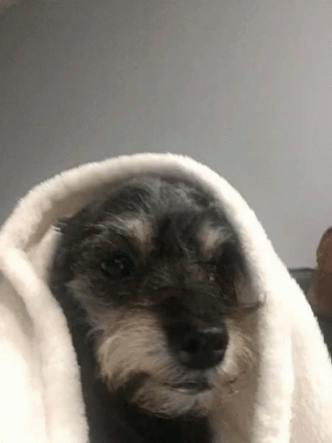 the small dog has a blanket over its face