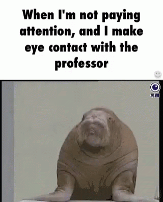 an animal with the caption, when i'm not paying attention, and i make eye contact with the professor