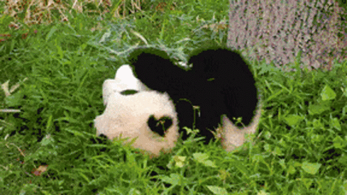 a panda bear lying in the grass near a tree