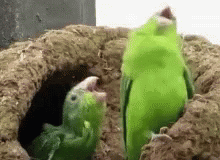 two green birds are sitting together inside the birdhouse