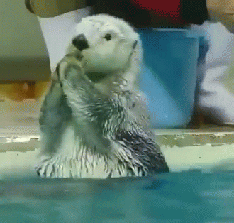 a little stuffed polar bear playing in some water