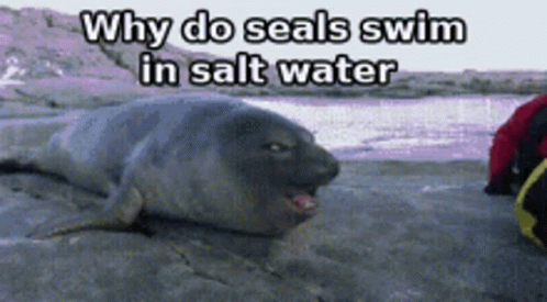 a seal is lying on a rock with a text