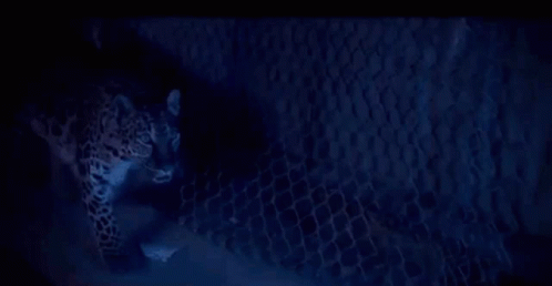 a cat hiding behind a mesh fence, inside the darkness
