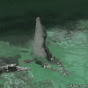 an alligator in green water near a shark