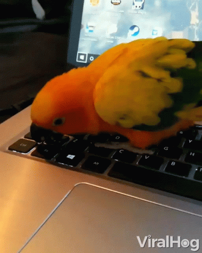 a blue parrot is sitting on the keyboard of a laptop