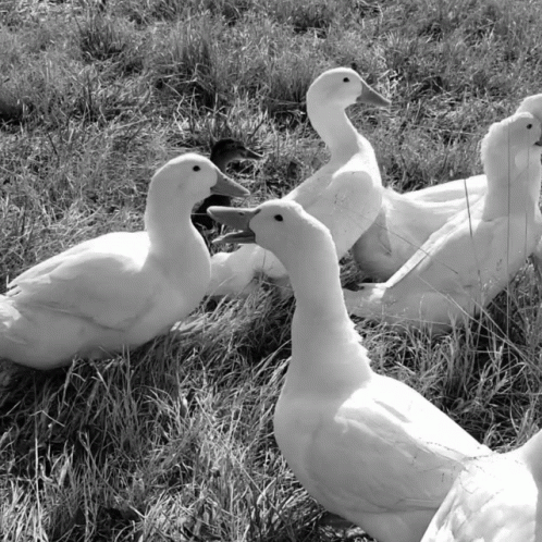 three white ducks and a duckling are in the grass