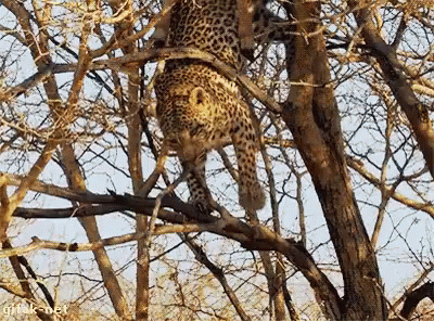 a leopard climbing up the tree to eat leaves