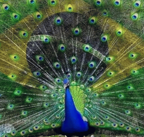 a peacock with its tail out in front of a man