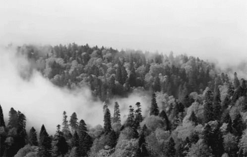 an aerial po of a forest, covered in fog