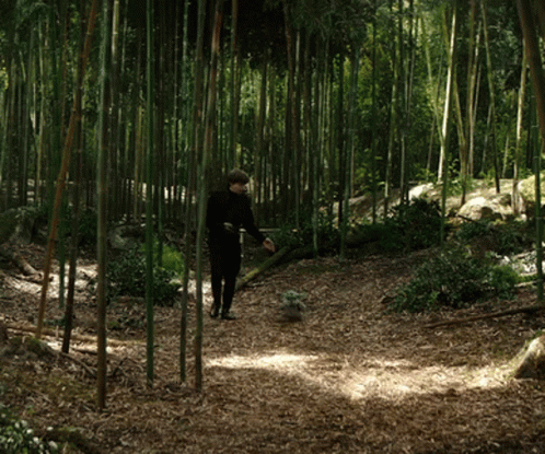 a person walking in a bamboo forest surrounded by tall trees