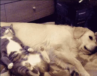 two cats and a dog are lying on a bed