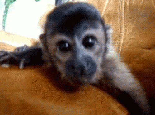 the monkey is staring at the camera while laying down