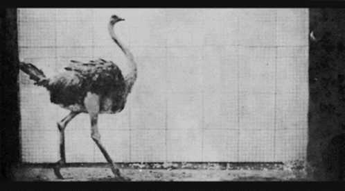 an emu walking in a black and white po