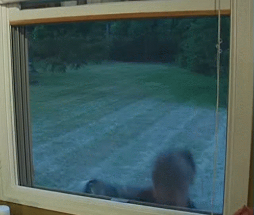 an animal standing inside of a window in a room
