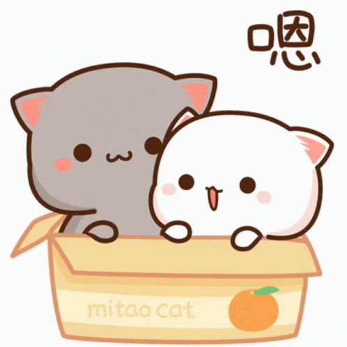 cats in a box with the word mitao cat written above them