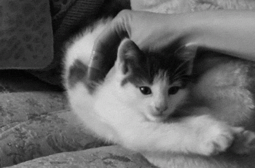 a black and white image of a cat that is playing with someone's arm