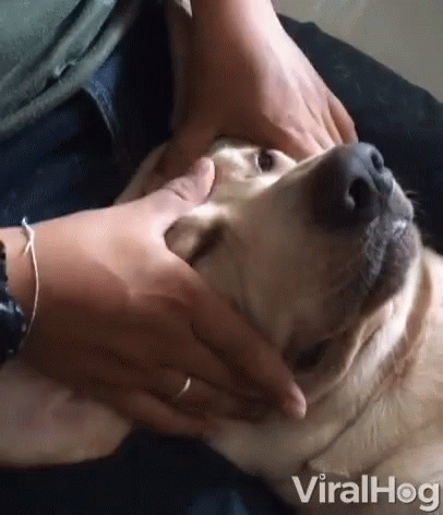 a close - up of a person petting a dog