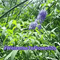a green and red sign that says welcome to flowerria