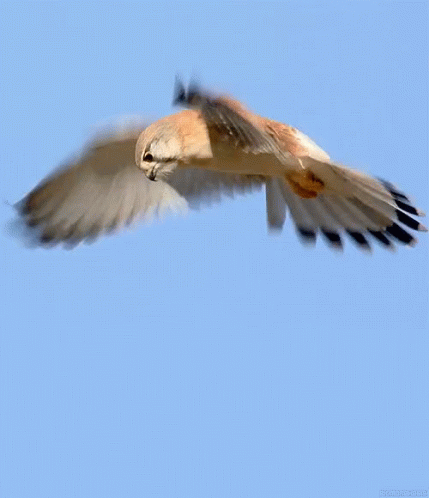an image of a blue bird flying high up