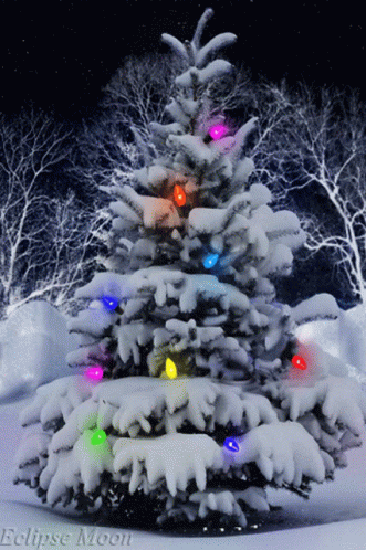 a snow covered tree with colored lights is lit